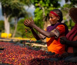 Arabica Coffee Hits Record High, Signaling Global Market Shifts